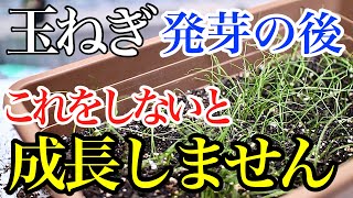 【玉ねぎ】発芽した後、絶対にやるべきこと知っておくべきことを解説します [upl. by Eednarb853]