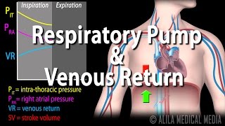 How Respiratory Pump Affects Venous Return Animation [upl. by Dihsar271]