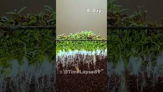 Plant Growing TimeLapse timelapse shorts [upl. by Bertelli]