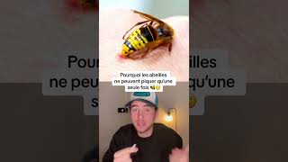 POURQUOI LES ABEILLES NE PEUVENT PIQUER QU’UNE SEULE FOIS [upl. by Reilly673]