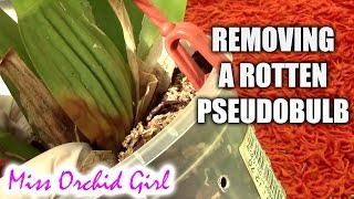 How to remove a rotting pseudo bulb on an Oncidium orchid [upl. by Nrublim164]