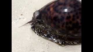 Cypraea Tigris  Tigerschnecke [upl. by Otnicaj]