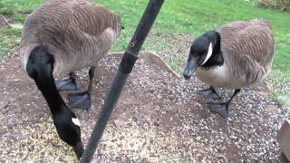 Canada Geese Eat Corn East Norriton [upl. by Orling]