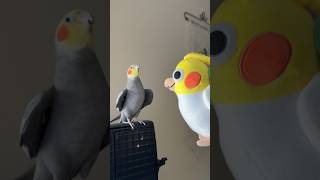 Yums Dances with his Chicken Kin cockatiel parrot bird [upl. by Timrek]