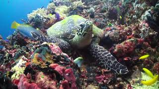 Explore the Underwater World of Atlantis Dumaguete [upl. by Falcone477]