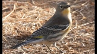 Yellow rumped fronted sided warbler California 92563 [upl. by Arline]