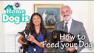 Episode 4  How To Feed Your Dog  AKCs Home is Where the Dog is [upl. by Sorkin]