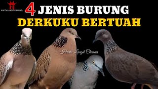 Mitos 4 Jenis Burung Derkuku  Tekukur Bertuah [upl. by Saito]