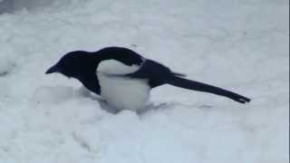 Harakka pakkassäässä  Magpie frosty weather  ठंढे मौसम में मैगपाई  अधेला  นกกางเขน [upl. by Kipper]