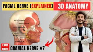 facial nerve anatomy 3d  facial nerve course anatomy  facial nerve branches anatomy [upl. by Vaules598]