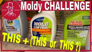 How to Remove Mold  Review Mold Armor Mold Control and CLR to Get Rid of Mold [upl. by Service]