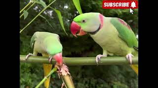 Ringneck parrot Talking Mithu and natural sound [upl. by Nosemaj312]