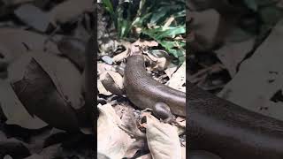 Tour of London zoo new Reptile house [upl. by Vanhook364]