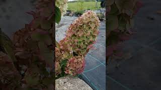 Гортензия Hydrangea paniculata Little Hottie Необычная малышка [upl. by Nawuq]