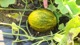 Lambkin Piel de Sapo Melon How amp When to Harvest [upl. by Tanitansy]