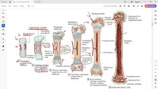 Bone development endochondral ossification [upl. by Caassi404]