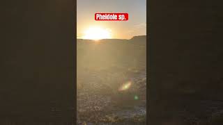 Big headed ants Pheidole queen ant nuptial flight at dusk in the desert [upl. by Fadas]