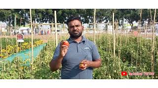 सिंजेन्टा टोमॅटो 6242 🍅 Syngenta Tomato 6242 syngenta vegetables tomato agriculture [upl. by Gnaw244]