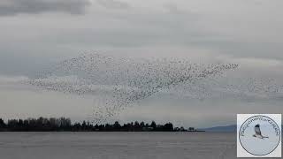 Thousands of sandpipers race around the bay [upl. by Omari856]