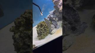 Moray Eel feeding [upl. by Jeralee441]