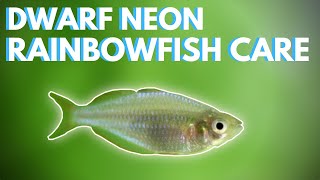 How to Care for Dwarf Neon Rainbowfish Praecox [upl. by Millwater]