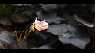 Begonia Black Velvet  Care amp how to grow from leaf cuttings [upl. by Geddes700]