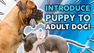 How To Introduce a NEW PUPPY To An Adult Dog [upl. by Coward]