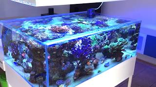 Mein Meerwasseraquarium Licht Wechsel von Led zu T5  ATI Powermodule vs Radion G3 [upl. by Eipper832]