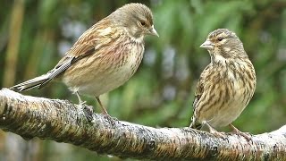 Linnet  Birds On and Off The Branch [upl. by Genevra]