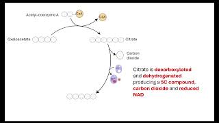 Krebs cycle  OCR A ALevel Biology 522 Respiration [upl. by Ativet]