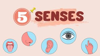 5 Senses  Animation [upl. by Adigun50]