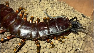 Venezuelan giant centipede Scolopendra gigantea black morph [upl. by Wengert]