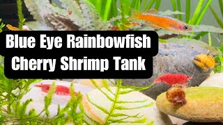 Rainbowfish and Cherry Shrimp Tank  First Four Months [upl. by Ahsircal]