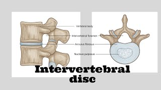 Intervertebral disc [upl. by Leirea547]