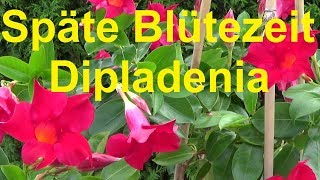 Dipladenia blüht spät nach Überwinterung Dipladenia Mandelvilla späte Blütenbildung nach Winter [upl. by Hselin]