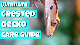 The ULTIMATE Crested Gecko Care Guide [upl. by Diogenes623]