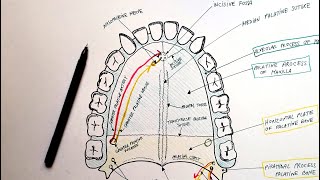 Hard Palate  Bones Sutures Foramina Vessels amp Nerves  Anatomy Tutorial [upl. by Elamef]