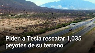 Piden a Tesla rescatar 1035 peyotes de su terreno  Monterrey [upl. by Melvena407]