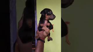 Doberman puppy Doerman breed puppy dogbreed [upl. by Nalliuq]