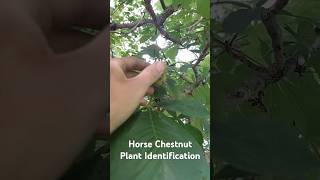 Horse Chestnut Plant Identification  Medicinal Plants 🕊 herbalism foraging [upl. by Lynnette]