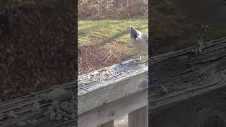 Tufted Titmouse visits wildlife birds animalfriends [upl. by Nazler]