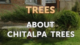 About Chitalpa Trees [upl. by Adnohs]