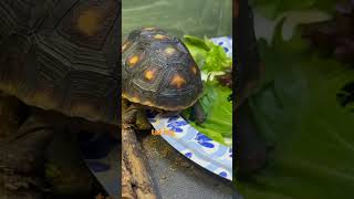 Redfoot Tortoises Chowing reptiles redfoottortoise turtles tortoise [upl. by Leber]