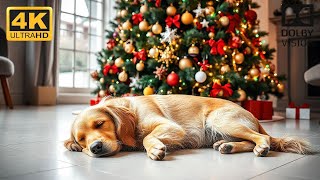 30 Minutes of Tranquil Christmas Melodies to Help Your Dog Sleep All Night Long [upl. by Narud]