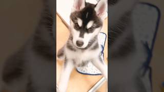 幼少期可愛い😍 シベリアンハスキー 子犬 犬 かわいい犬 husky huskypuppy [upl. by Alessandro]