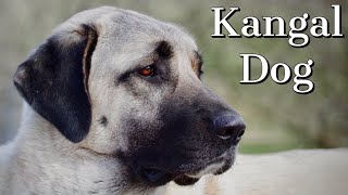 Kangal Dog  Is it right for you [upl. by Hudis]