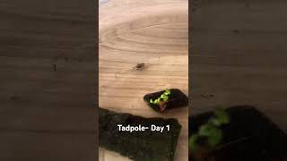 Little tadpole day 1 [upl. by Neomah614]