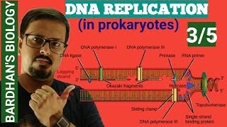 DNA REPLICATION in prokaryotes in HINDI 35 [upl. by Tsenre]