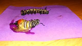 I Wonder  Tachinid Fly Maggot just after emerging from a Monarch caterpillar with this parasite [upl. by Domineca]