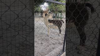 Llama  Lama glama animals zoo inam44 shorts [upl. by Mencher747]